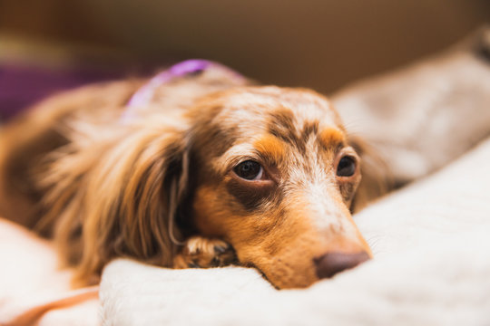 Weiner Dog on Bed, Cute Dog Face, Dachshund