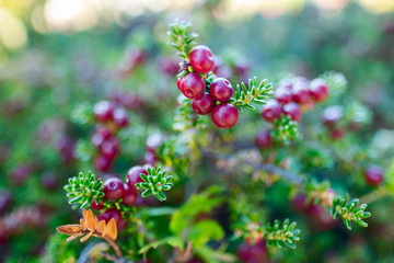 Empetrum rubrum, known as red crowberry or diddle dee (Chilean Spanish: Murtilla de Magallanes) in the wild of Chilean Patagonia