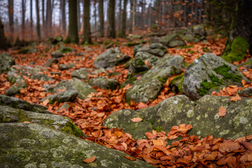 Closeup on misty autumn forest with rocks full of moss and colorful fallen leaves