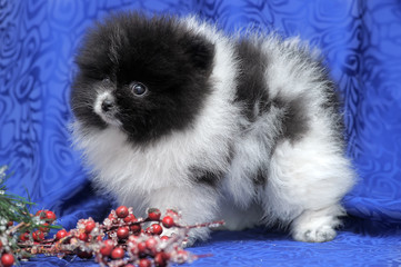 black and white puppy Pomeranian