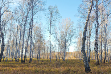 Autumn forest