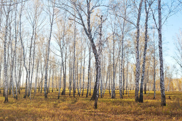 Fototapeta premium Autumn forest