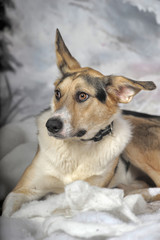 Dog on the winter background. Fauna, canine.