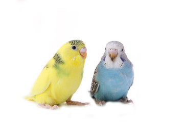 Little yellow and blue budgerigars isolated on white background