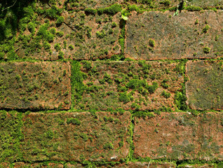 Abandoned brick wall with green mossy plants growing between terracotta bricks 