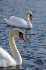 White swans on a colorful lake