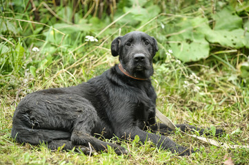 unhappy sad guilty black dog