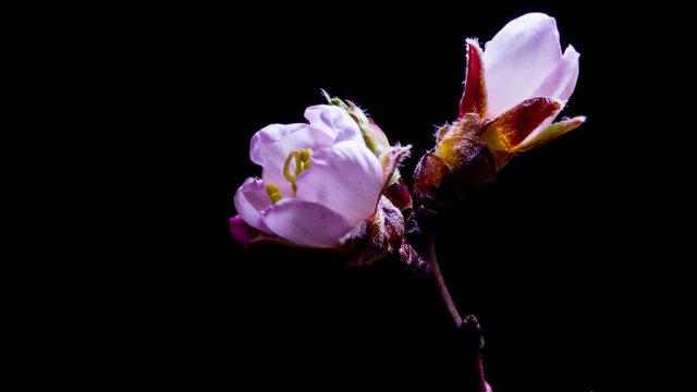Blossom almond flower at black background Timelapse fotage
