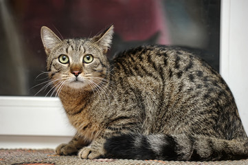 striped shorthair cat