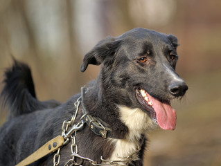Portrait of a black-and-white not purebred dog.