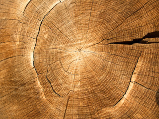 cut of a tree old wood texture oak