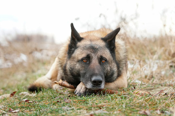German Shepherd looks sad lyign on his paw with a stick in the winter field                               