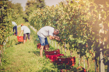 Grape harvesting in vineyard. Making Vine concept.