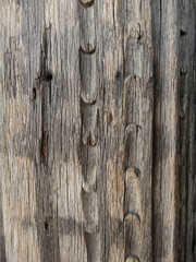 Naklejka premium texture of old wood knot, wood fibers, cracked, carved