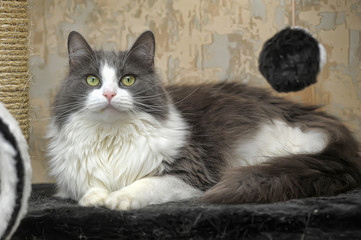 fluffy gray with white cat © Evdoha