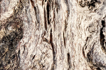 Old rotten tree stump or trunk bark rotten after ages close up selective focus background