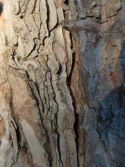 bark of a tree Pine