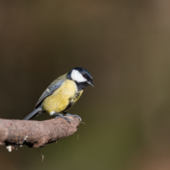The great tit sitting on a branch in a swedish garden