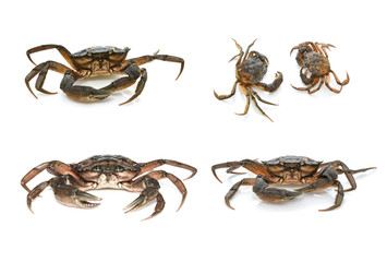 Crabs. Black sea crustaceans isolated on white background