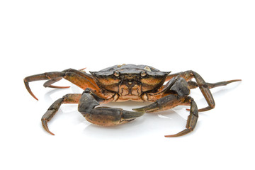 Crab. Black sea crustacean isolated on white background