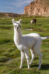 Fototapeta premium Alpacas grazing in Bolivian Altiplano