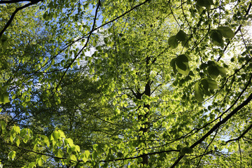 the forest with beech leaves