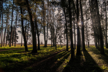 A fores, early in the morning