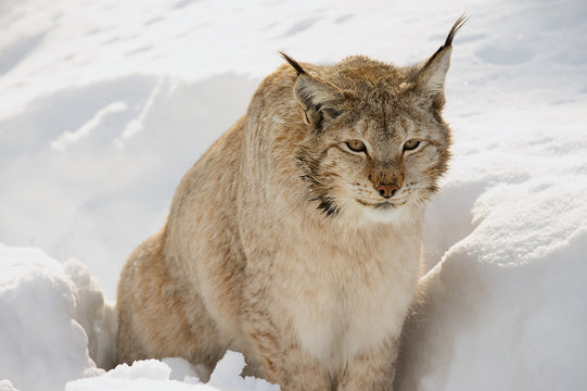 Eurasian lynx in the snow in cold winter in Troms county, Norway.