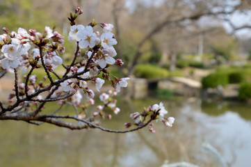 花が咲き始めた桜の枝先