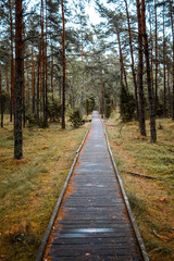 Holzsteg im Wald, Nadelbäume im Herbst