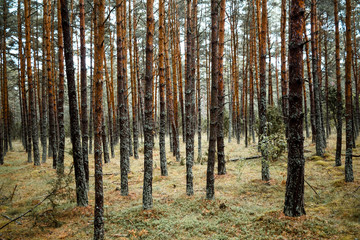 Naturbelassener Wald mit Nadelbäumen im Herbst