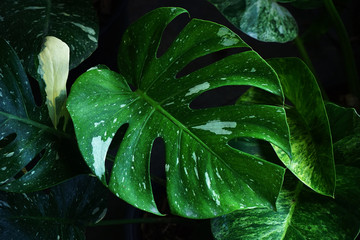  leaves tropical forest plant on black background.