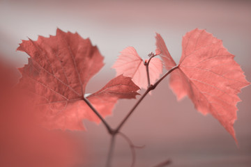 Weinblätter in der Farbe des Jahres 2019 Pantone - Living Coral © zsnk