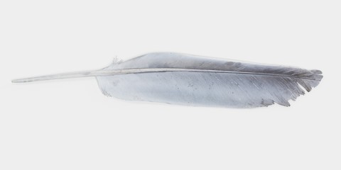 Realistic 3D Render of Bird Feather