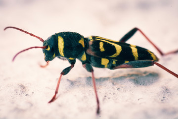 Black & Yellow Bug 