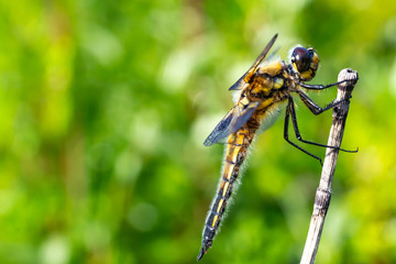 Dragonfly sitting on a plant  from the side