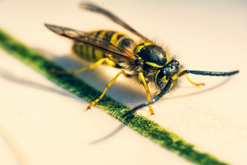 Wasp Makro