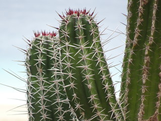 Naklejka na ściany i meble Close up of cactus in Canary islands
