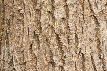 Texture of tree bark.