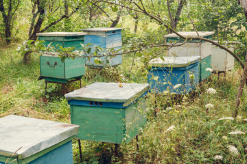 Beehives in the garden