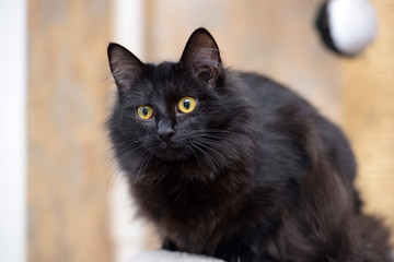 black furry cat with orange eyes