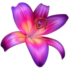 Photo realistic purple lilly isolated in the white background
