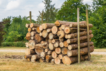 Stack of pine tree trunks in dutch park