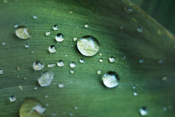  the dew drops