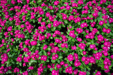 Fototapeta premium Pink Madagasca periwinkle flowers for background