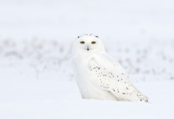 Male Snowy owl (Bubo scandiacus) sitting in a snow covered cornfield in winter in Ottawa, Canada