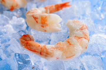 Two boiled frozen shrimps are among the pieces of ice on a blue wooden background
