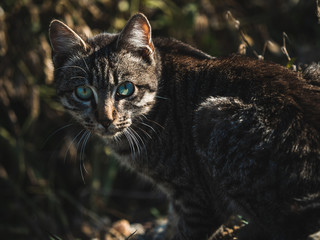 Cat staring with blue eyes