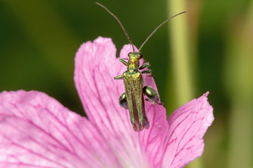 Thick-Legged Flower Beetle (Oedemera nobilis)