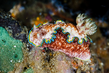 Glossodoris cincta, Nudibranchs from Lembeh Strait, Indonesia